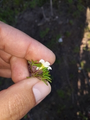 Oxalis pusilla