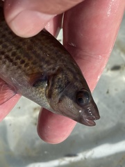 Ctenolabrus rupestris