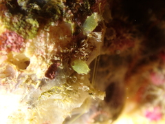 Ecteinascidia herdmani