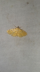 Notarcha aurolinealis