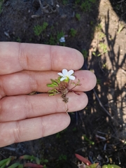 Oxalis pusilla