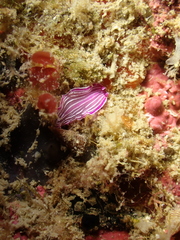 Prostheceraeus roseus