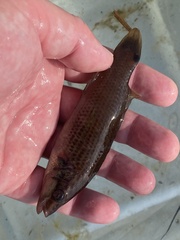 Ctenolabrus rupestris