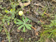 Craspedia variabilis