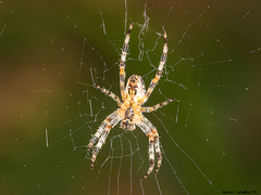 Araneus diadematus