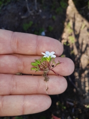 Oxalis pusilla