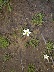 Oxalis pusilla