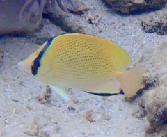 Chaetodon citrinellus