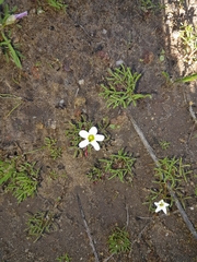 Oxalis pusilla