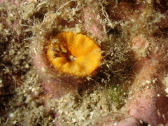 Balanophyllia regia