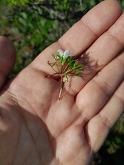 Oxalis pusilla