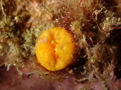 Balanophyllia regia