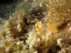 Pycnoclavella aurilucens