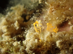 Pycnoclavella aurilucens