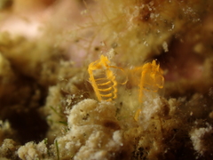Pycnoclavella aurilucens