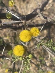 Vachellia nebrownii
