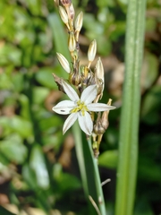 Chlorophytum