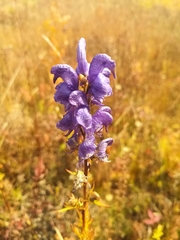 Aconitum baicalense