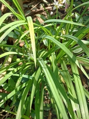Chlorophytum