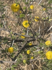 Vachellia nebrownii