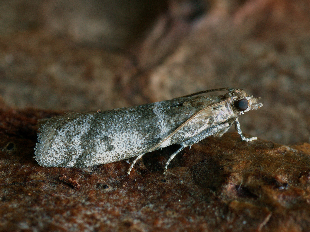 Pine-blossom Knot-horn