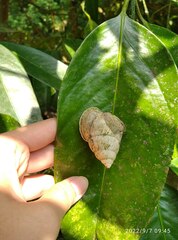 Amphidromus palaceus