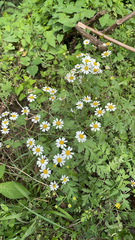 Tanacetum parthenium
