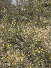 Vachellia nebrownii