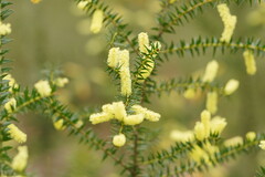 Acacia oxycedrus