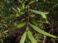 Persoonia mollis