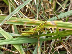 Euthystira brachyptera