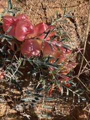 Lessertia frutescens