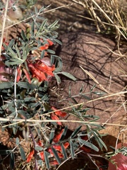 Lessertia frutescens