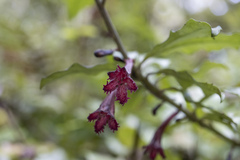 Alseuosmia macrophylla