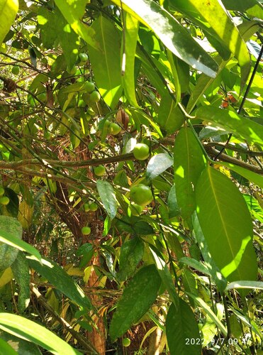 Garcinia dulcis observed 2022-09-07