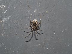 Cryptachaea gigantipes