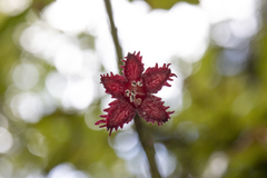 Alseuosmia macrophylla