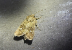 Lacinipolia stricta