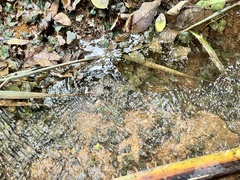 Cryptocoryne cordata