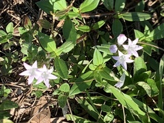 Richardia grandiflora
