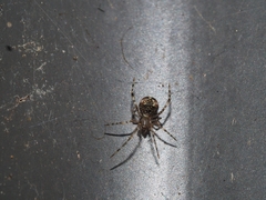 Cryptachaea gigantipes