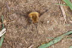 Bombylius major