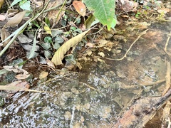 Cryptocoryne cordata