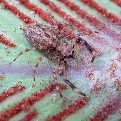 Salticinae