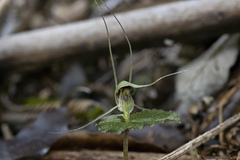 Corybas acuminatus