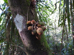Ficus coronata