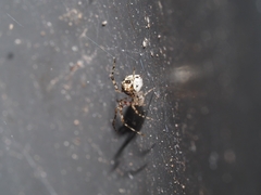 Cryptachaea gigantipes
