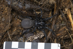 Porrhothele