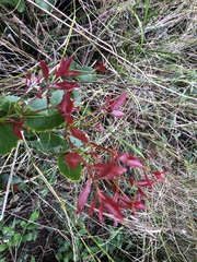 Denhamia bilocularis