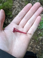 Alseuosmia macrophylla